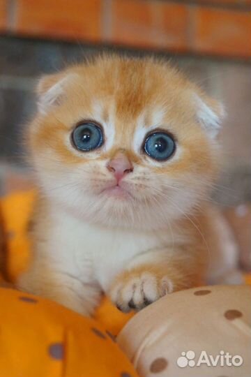 Шикарный котёнок