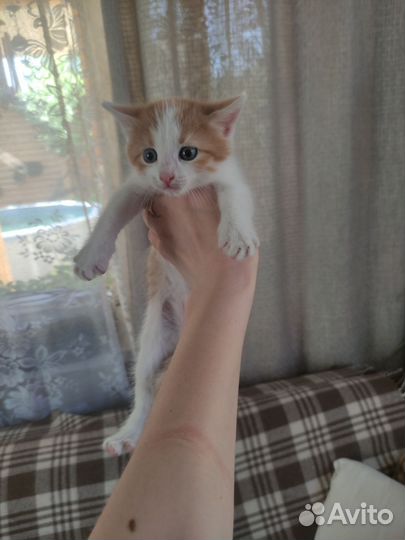 Котенок