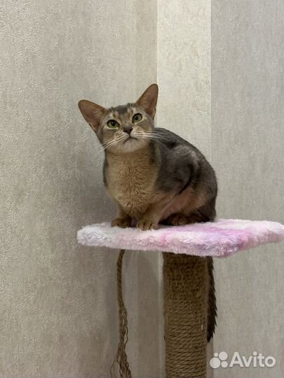 Абиссинская чистокровная кошка в добрые руки