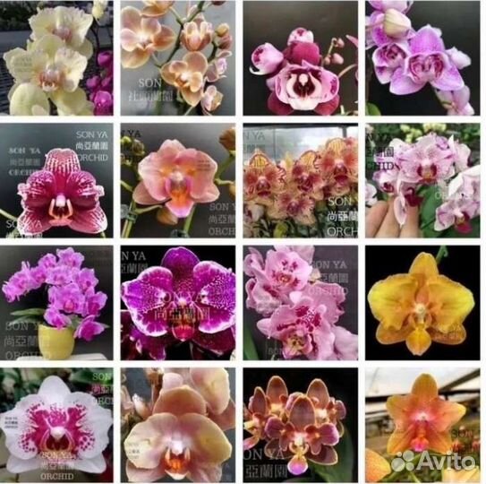 Орхидея фаленопсис