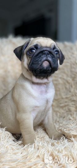 Щенки мопса