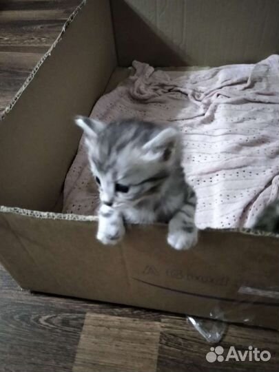 Бенгальские котята в добрые руки