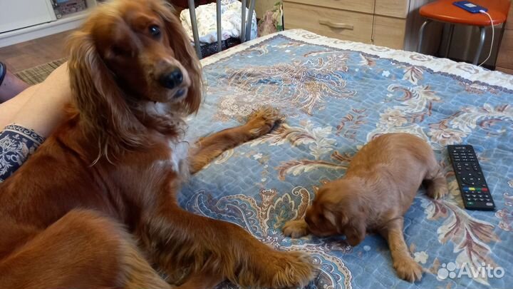 Русский охотничий спаниель