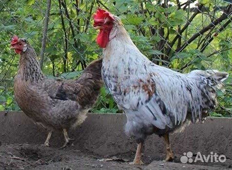 Яйцо на инкубацию