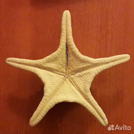 Морская звезда, ракушки