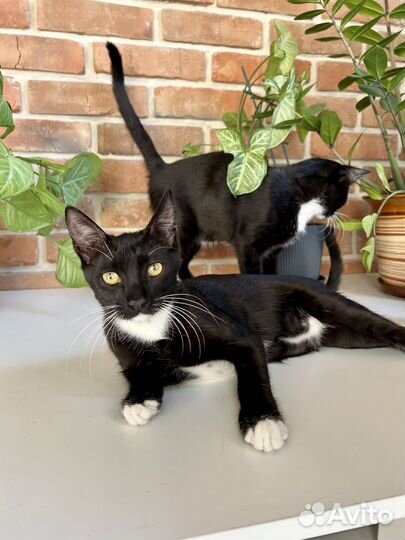 Ласковые котята в добрые руки