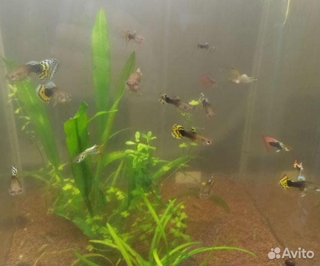 Гуппи рыбки молодые и мальки