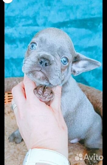 Французский бульдог щенки