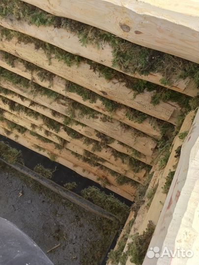 Мох болотный для утепления сруба