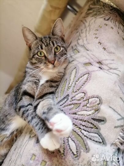 Котенок девочка, 7 месяцев