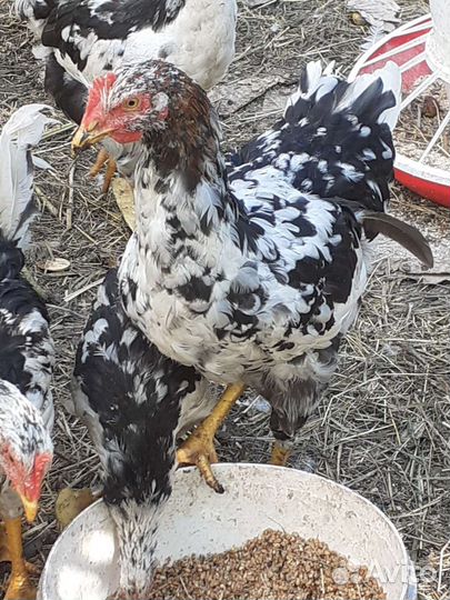 Ливенские куры