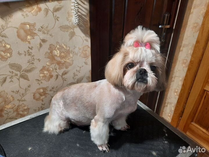 Стрижка собак (груминг) на дому