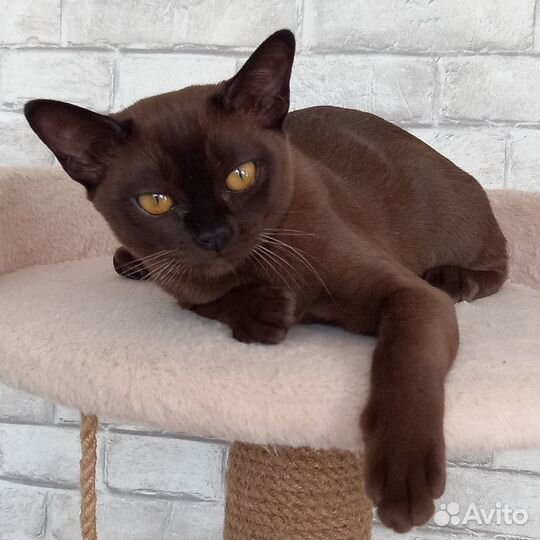 Европейская бурма