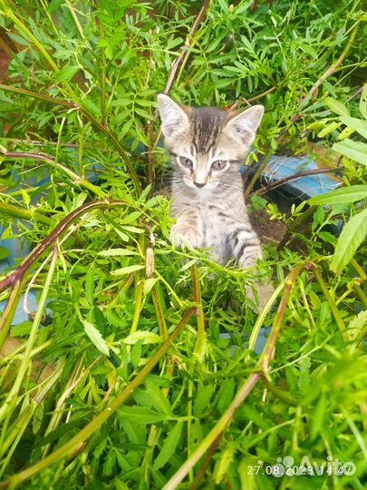 Котята в добрые руки мальчики