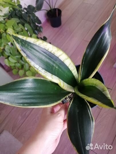 Сансевиерия