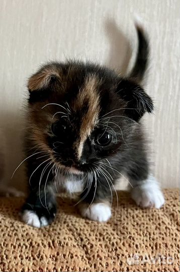 Котенок в добрые руки