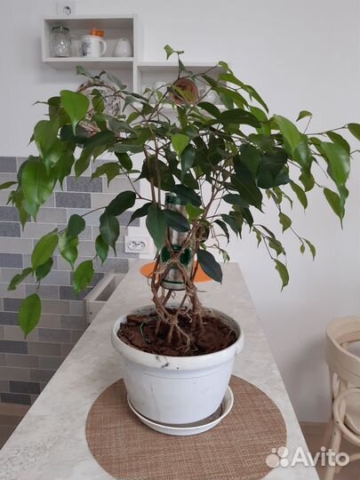 Фикус бенджамина плетеный