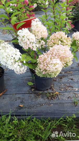 Гортензия метельчатая