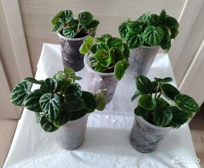 Керамический горшок.Пеперомии Милано. Лилиан