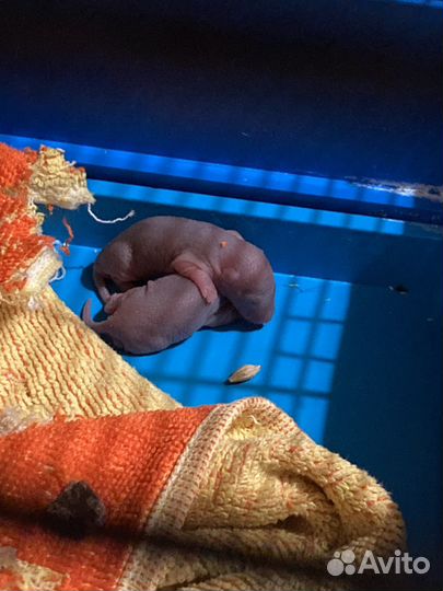 Крысята бесплатно