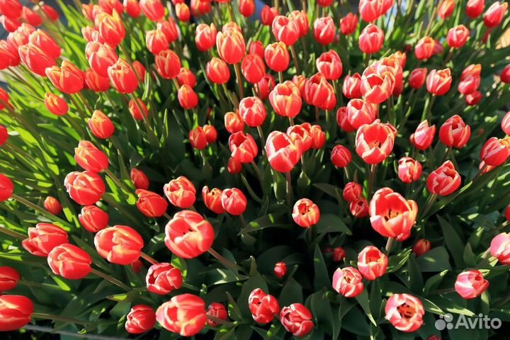 Тюльпаны оптом с юга к 8 марта