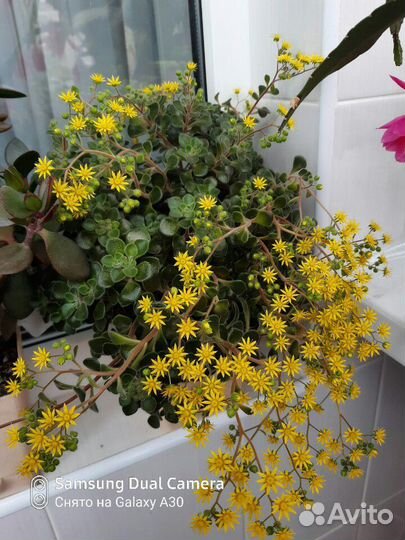 Аихризон-дерево любви