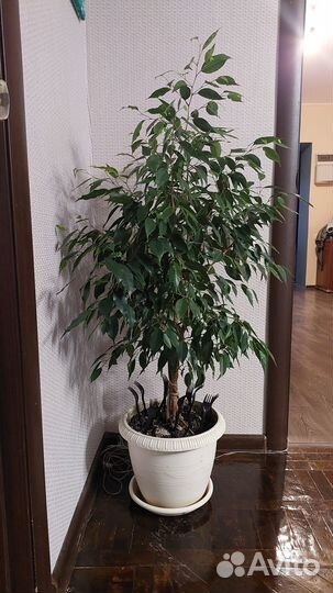 Бенджамина. Фикус