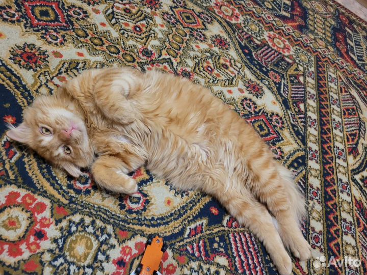 Отдам кота в добрые руки