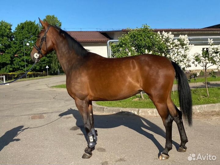 Перспективная кобыла в спорт