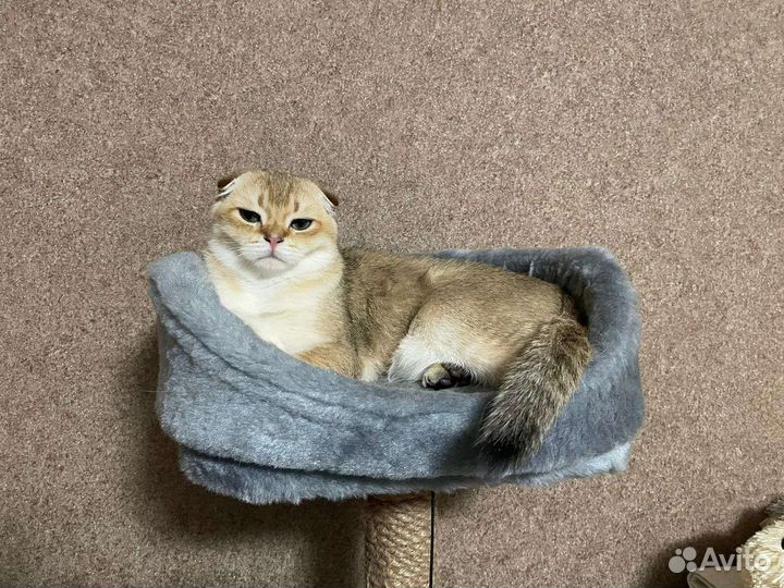 Шотландский золотой кот шиншила для вязки