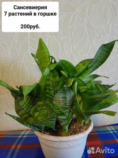 Комнатные цветы