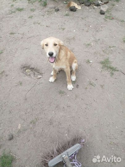 В добрые руки