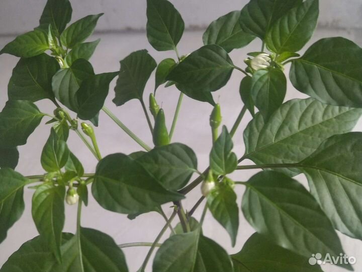 Подарок Красиво и практично, red hot cihli pepers