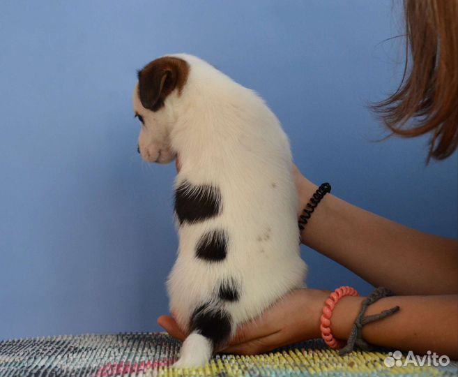 Красивый щенок, документы РКФ