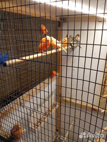 Кенара и канарейки