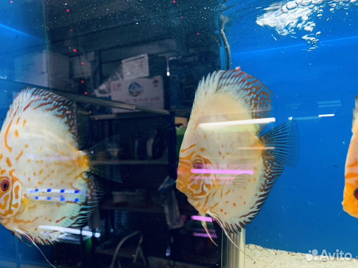 Дискусы Белые -Бабочки