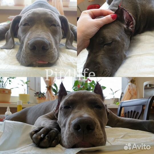 Купирование ушей и хвостов