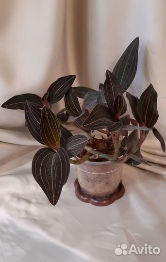 Орхидея лудизия