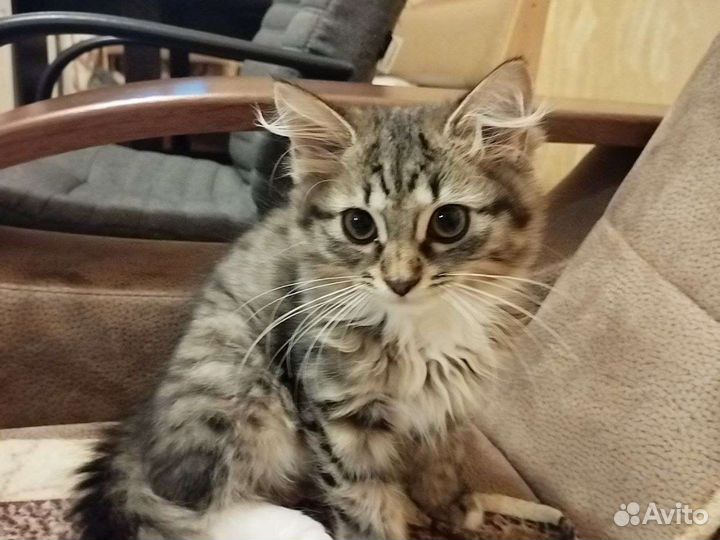 Отдадим кошечку в добрые руки