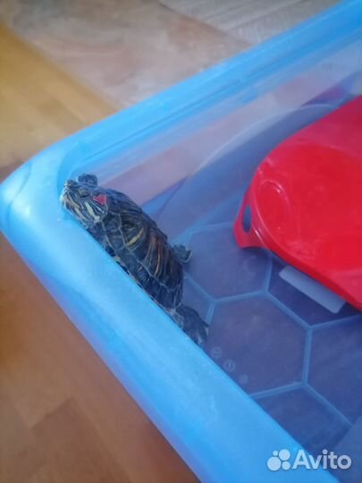 Водная черепашка