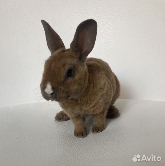 Кролики рексики миниатюрные