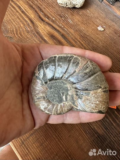 Аммонит окамелость