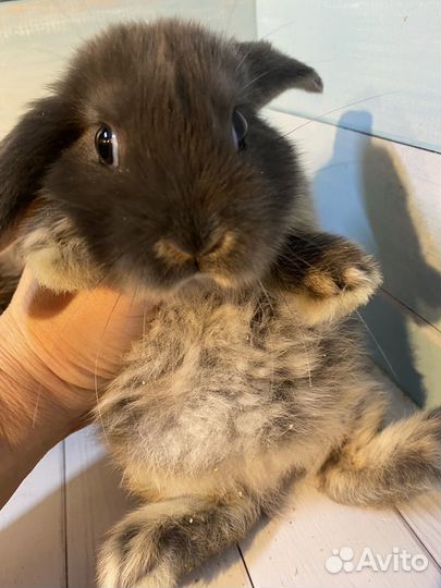 Кролики минилопы