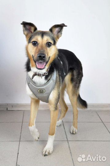 Собака в добрые руки