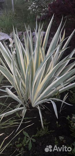 Ирис пестрый