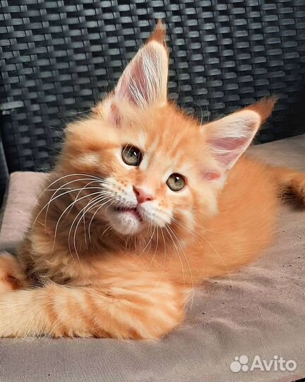 Котята мейн-кун