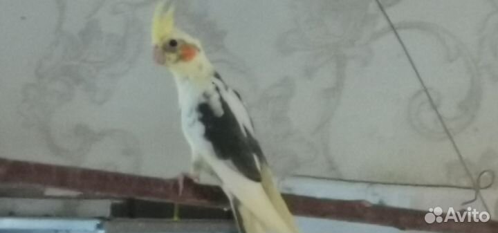 Попугай корелла птенец