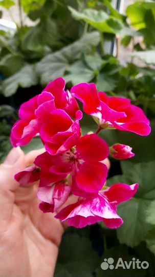 Пеларгония герань