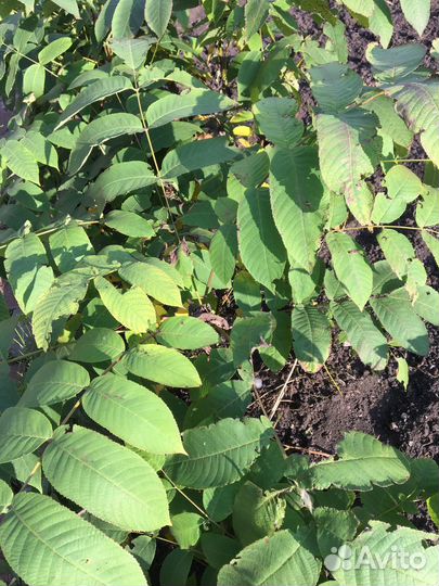 Маньчжурский орех