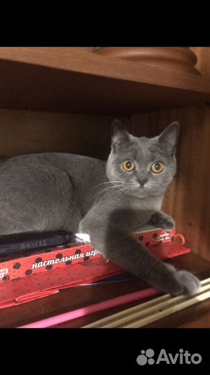 Британская